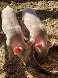 Pig farming in Nigeria