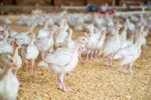 poultry 4689322 640 Poultry Farming Business Plan