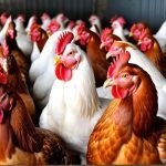 Poultry chicken farming business plan